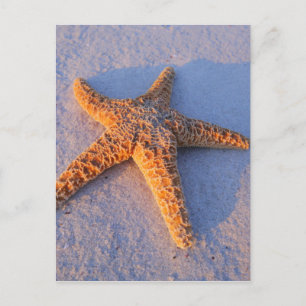 Cartão Postal Starfish Na Areia Branca
