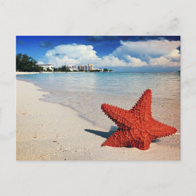 Cartão Postal Starfish, Nassau, Bahamas (Frente)