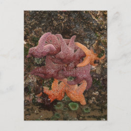 Cartão Postal Starfish/Sea Stars, Cannon Beach OR, Foto 5