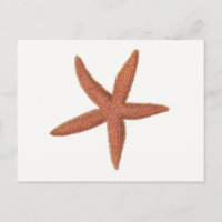 Starfish - Sherman Denton Fish Lithograph