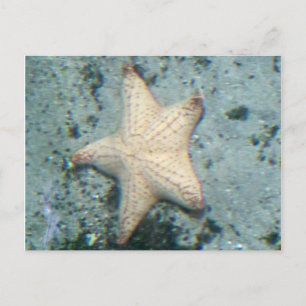 Cartão Postal Starfish Submarino