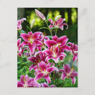 Cartão Postal Stargazer Lily