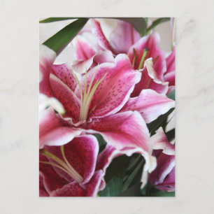 Cartão Postal Stargazer Lily