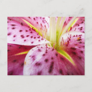 Cartão Postal Stargazer Lily Bright Magenta Floral