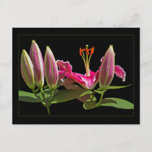 Cartão Postal Stargazer Lily Buds e Bloom