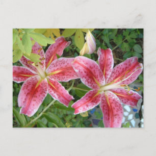 Cartão Postal Stargazer Lily Garden Floral