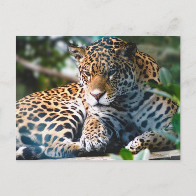 Cartão Postal Staring Leopardo (Frente)