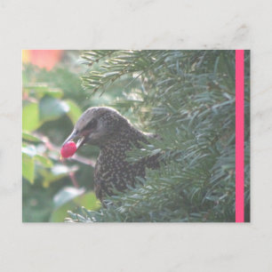 Cartão postal Starling in Yew-Tree DIY