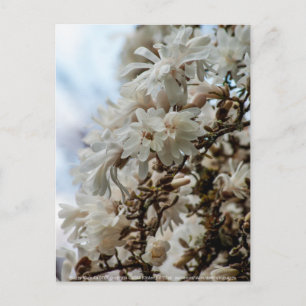 Cartão Postal Starry Magnolia 5871