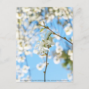 Cartão Postal Starry Magnolia 6490