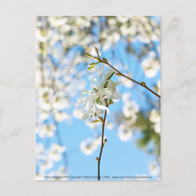 Cartão Postal Starry Magnolia 6490 (Frente)