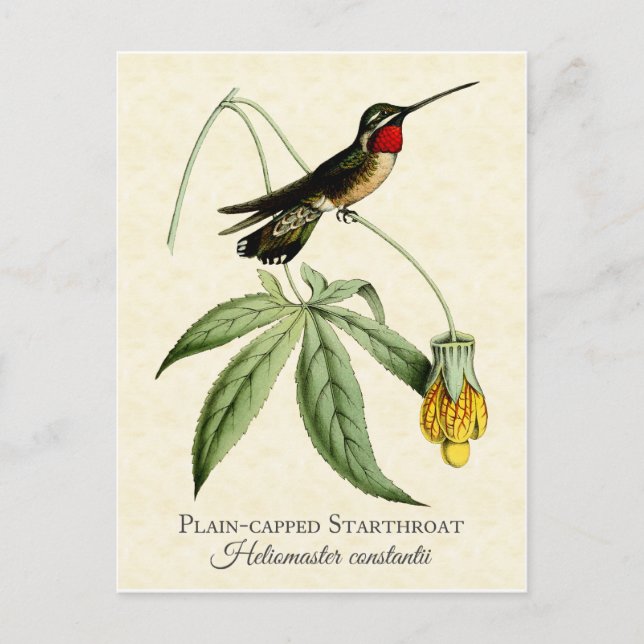 Cartão Postal Starthroat Capped Starthroat Hummingbird Vintage A (Frente)