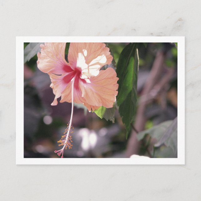 CARTÃO POSTAL STC_0027 (Frente)