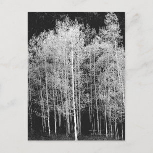 Cartão Postal Steamboat, Condado de Routt, Colorado