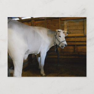 Cartão Postal Steer