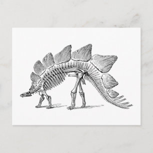 Cartão Postal Stegossauro Dinossauro Esqueleto Fóssil