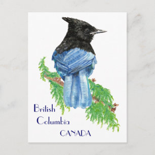Cartão Postal Stellar Jay, British Columbia, Bird, Nature