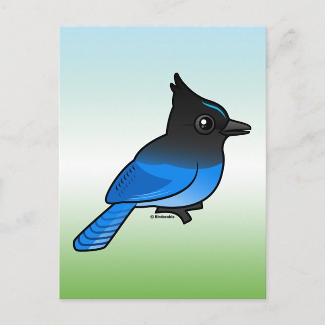 Cartão Postal Steller's Jay (Frente)