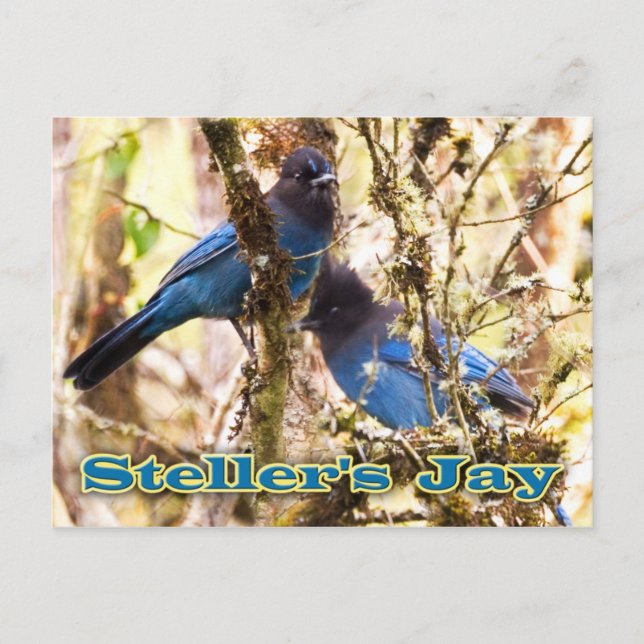 Cartão Postal Steller's Jay (Frente)