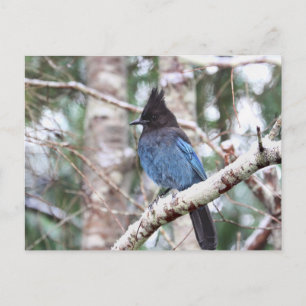 Cartão Postal Steller's Jay