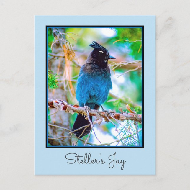 Cartão Postal Steller's Jay - Fotografia original (Frente)