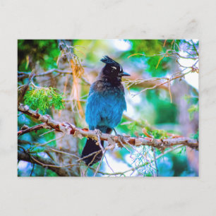 Cartão Postal Steller's Jay - Fotografia original