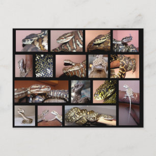 Cartão Postal Steph Reptile Collage Black