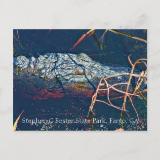 Cartão Postal Stephen C Foster State Park, Gator