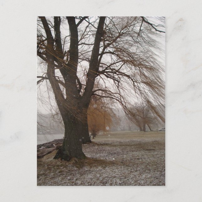 Cartão Postal Stewart Park, Lago Cayuga (Frente)