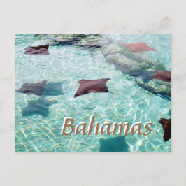 Cartão Postal Stingray