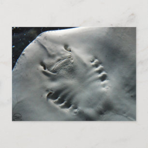 Cartão Postal Stingray