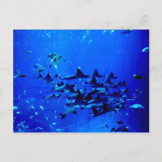 Cartão postal Stingray (Frente)