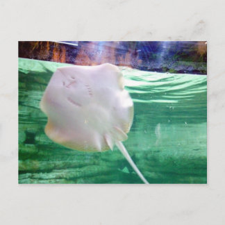 Cartão Postal Stingray 'Face', Dubai