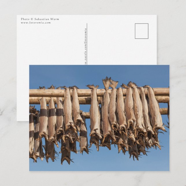 Cartão Postal Stockfish Lofoten (Frente/Verso)