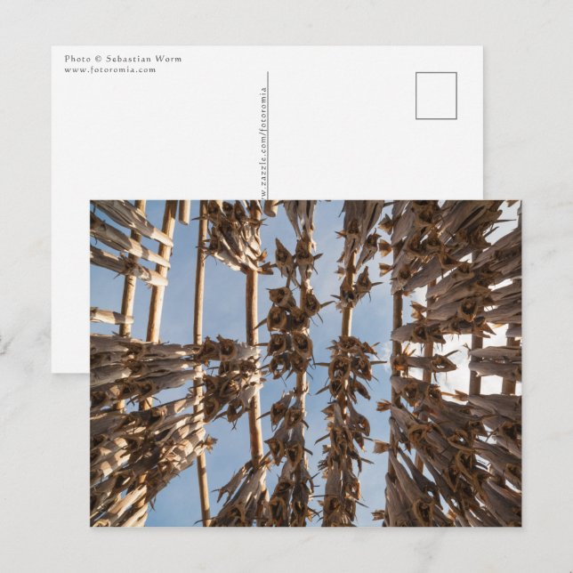 Cartão Postal Stockfish Lofoten Islands Noruega (Frente/Verso)