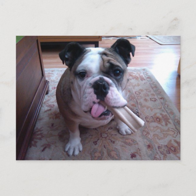 Cartão Postal Stogie (Frente)