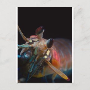 Cartão Postal Stomatopod (Camarão Mantis)