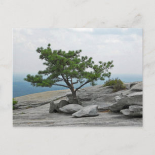 Cartão Postal Stone Mountain Tree Stone Georgia 2