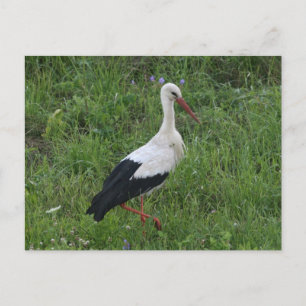 Cartão Postal Stork 1