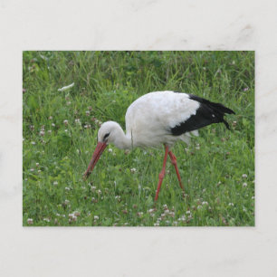Cartão Postal Stork 3