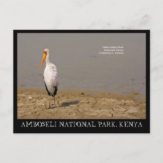 Cartão Postal Stork de bico amarelo, Parque Nacional de Amboseli