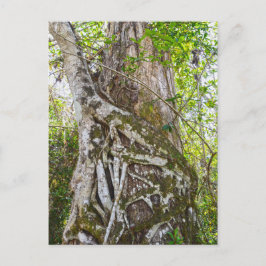Cartão Postal Strangler Fig, Big Cypress Swamp, Florida