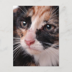 Cartão Postal Stray Kitten