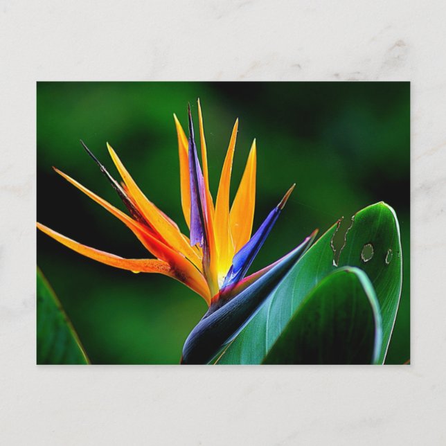 Cartão Postal Strelitzia. Pássaro da flor do paraíso. (Frente)