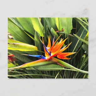 Cartão Postal Strelitzia Reginae