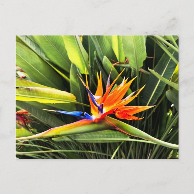 Cartão Postal Strelitzia Reginae (Frente)