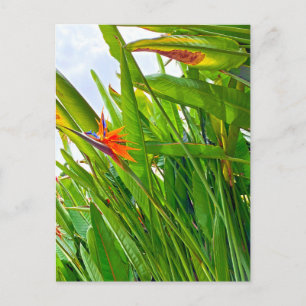 Cartão Postal Strelitzia Reginae & Leaves