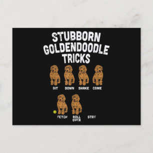 Cartão Postal Stubborn Goldendoodle truques engraçados treinador