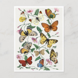 Cartão Postal Study of diurnal butterflies by Paul Gervais
