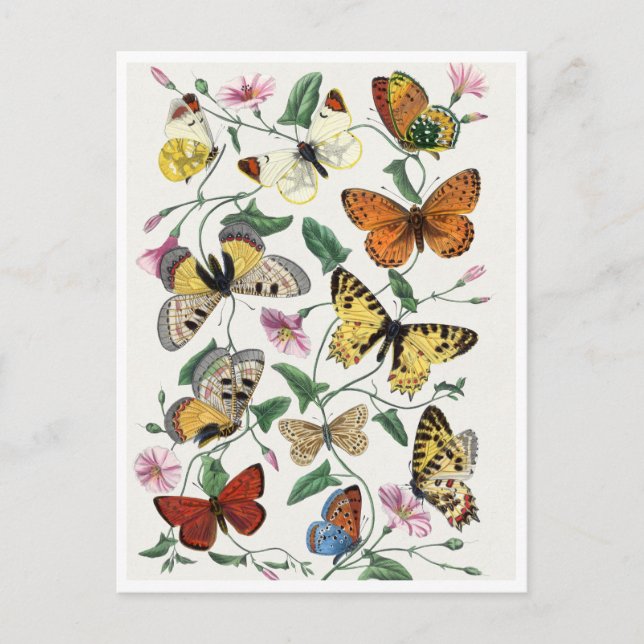 Cartão Postal Study of diurnal butterflies by Paul Gervais (Frente)